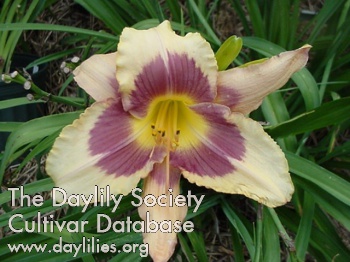 Daylily Baronet's Badge